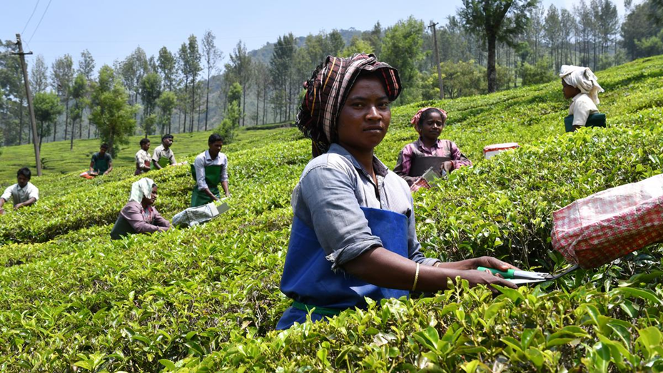 Tea Industry Urges Declaration of Floor Price to Mitigate Financial Stress Faced by Women Planters