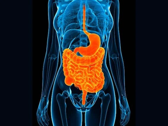 The Significance of Digestive Health