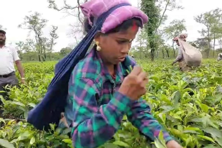 tea plucking competition