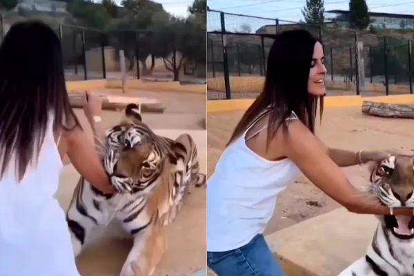 Tiger Interaction Turns Surprising: Woman’s Brave Encounter