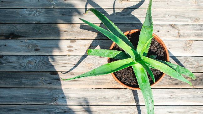 Unlocking Aloe Vera’s Skin Secrets: 10 Remarkable Benefits