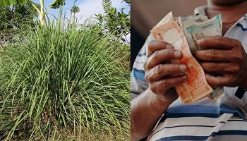 Profitable Medicinal Plant Cultivation for High Earnings