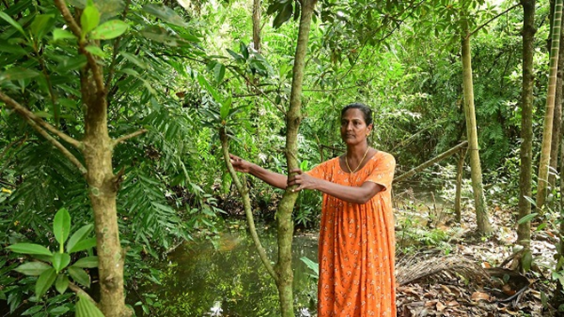 Urgent Need for Mangroves Conservation