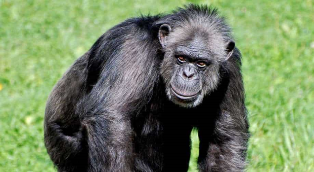 Chimpanzee Menopause
