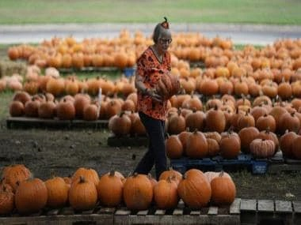 Climate Change Threatens US Pumpkin Harvest for Halloween