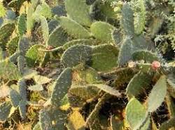 Maasai Women in Kenya Transform Detrimental Cactus Species into Bio-Gas and Food