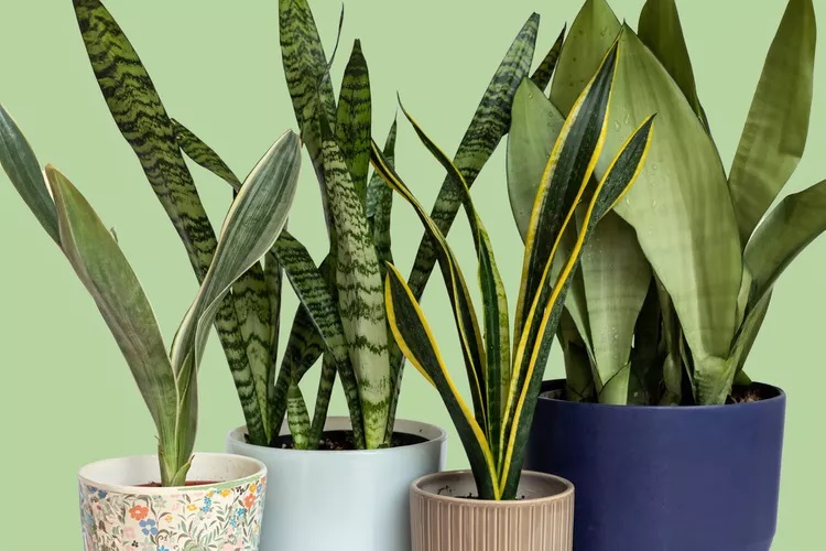 Maintain Snake Plants Effortlessly with These 5 Expert Guidelines