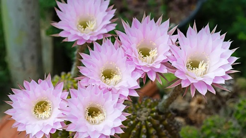 Fragrant Succulents & Cacti for Natural Home Perfume