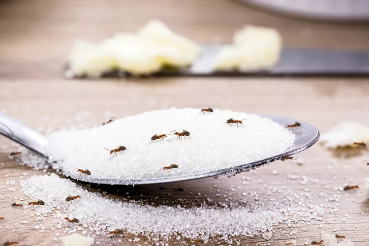 Experts provide insights on baking soda’s effectiveness against ants