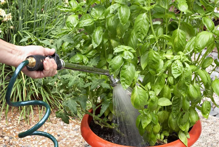 Water basil regularly to maintain lush, flavorful leaves