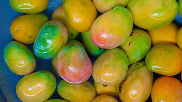 Unlocking the Hidden Benefits of Soaking Mangoes in Water Before Consumption